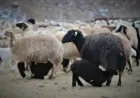 Elazığ’da Hayvan Varlığında Artış Kaydedildi