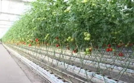 Ağrı'da Yetişen Domates; Malatya'da Neden Yetişmesin?