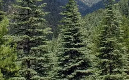 Kastamonu’da Çam Ağacı İhaleyle Satılacak