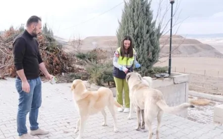 Sorgun Belediyesi'nden Sokak Hayvanlarına Şefkat Eli