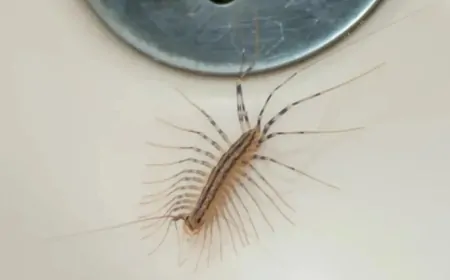 Kırkayak ve kulağakaçan evinize bu yüzden geliyor! Bu kokular onları kaçırıyor