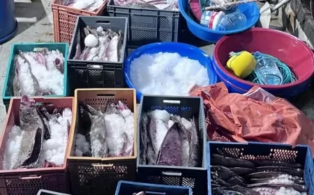 Karadeniz’de Yasa Dışı Kalkan Balığı Avına Ağır Yaptırımlar
