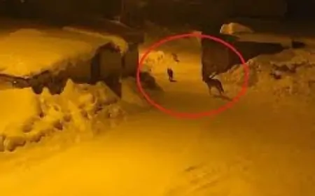 Bayburt'un Karayaşmak Köyü'nü kurt sürüsü sardı! Muhtar ahıra giderken tehlikeyi fark etti