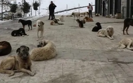 Başıboş Köpekler Mezarlıklarda Sürü Halinde Geziyor, Vatandaşlar Tedirgin
