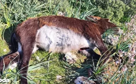 Kuzey Kıbrıs’ta 14 eşek vahşice katledildi: Tepkiler çığ gibi büyüyor