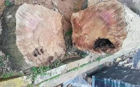 Çınar Ağaçlarını Tehdit Eden Ölümcül Hastalık: Çınar Kanseri Nedir?