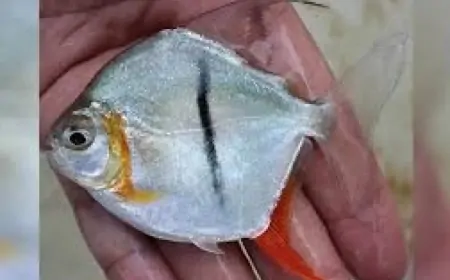 Amazon’da Yeni Keşif: Vejetaryen Beslenen Piranaya 'Sauron' İsmi Verildi