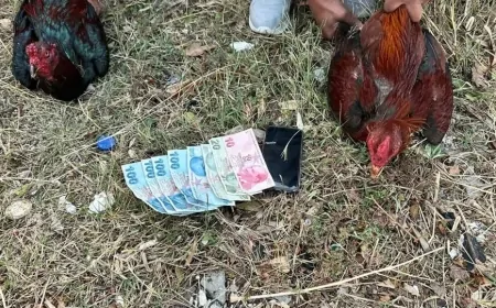Antalya’da Horoz Dövüştüren 14 Kişiye 129 Bin TL Para Cezası Uygulandı