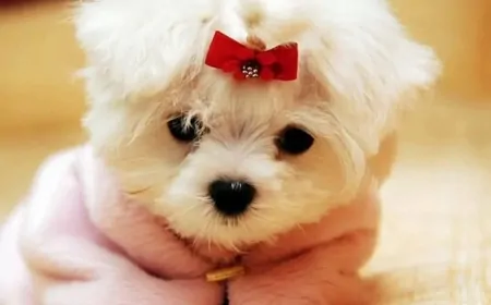 Rüyada Yavru Köpek Görmek: Sevgi, Sadakat ve Yeni Başlangıçların İşareti mi?