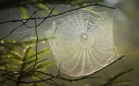 Örümcek Ağı Çelikten Daha Güçlü! Doğanın Mükemmel Mühendisliği