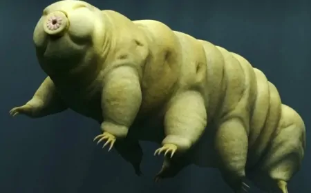 Tardigradlar Uzay Boşluğunda Hayatta Kalabiliyor! Bilim İnsanlarını Şaşırtan Mikro Canlı