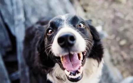 Çikolata Köpekler İçin Zehirli! İçeriğindeki Teobromin Hayati Tehlike Yaratabilir