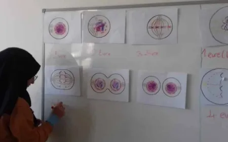 Mayoz Bölünmenin Canlılar Üzerindeki Etkileri: Genetik Çeşitlilik ve Evrim Açısından Önemi