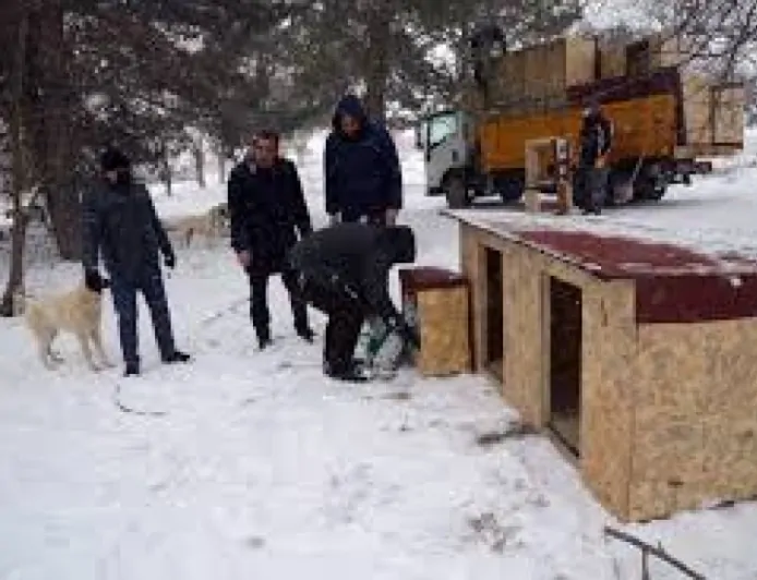 Kırşehir Belediyesi Sokak Hayvanlarına Destek Oluyor