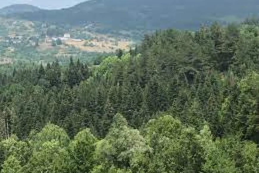 Kastamonu Ormanlarında 7/24 Koruma Çalışmaları Sürüyor