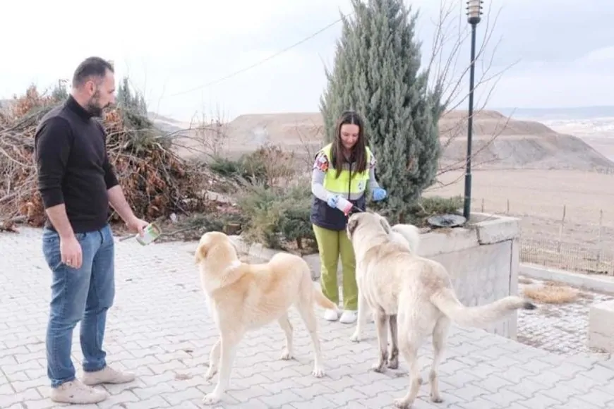 Sorgun Belediyesi'nden Sokak Hayvanlarına Şefkat Eli