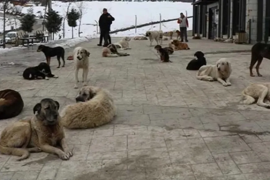 Başıboş Köpekler Mezarlıklarda Sürü Halinde Geziyor, Vatandaşlar Tedirgin