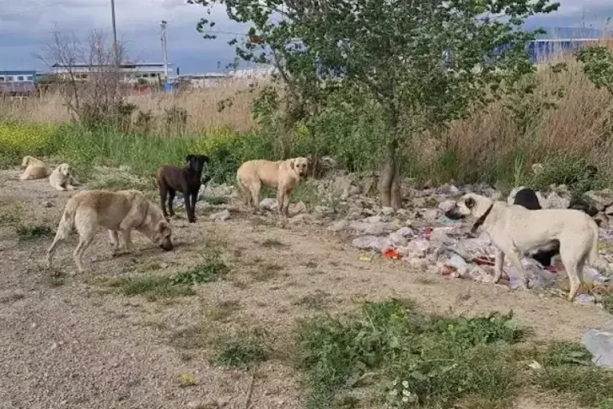 Türkiye'nin Kanayan Yarası: Başıboş Köpekler Mezarlıklarda Sürü Halinde Geziyor