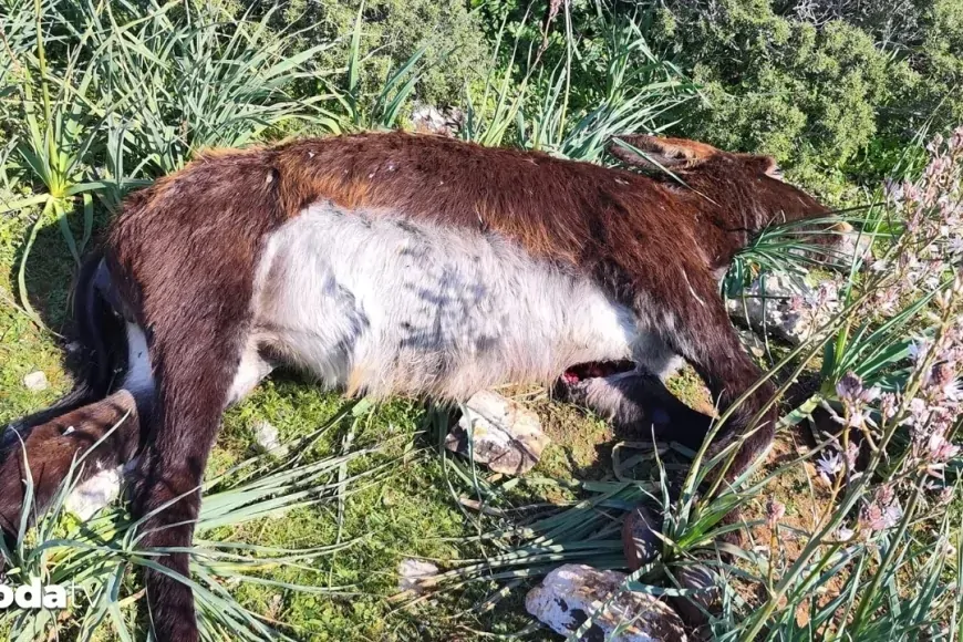 Kuzey Kıbrıs’ta 14 eşek vahşice katledildi: Tepkiler çığ gibi büyüyor