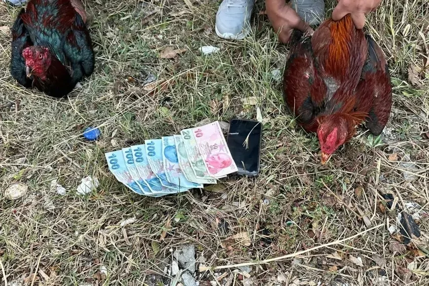 Antalya’da Horoz Dövüştüren 14 Kişiye 129 Bin TL Para Cezası Uygulandı