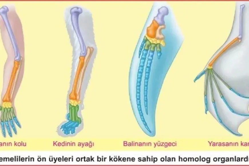 Farklı Türlerde Aynı Kemik Yapısı: Homoloji ve Homoplazi Nedir?