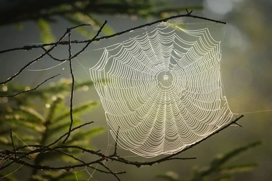 Örümcek Ağı Çelikten Daha Güçlü! Doğanın Mükemmel Mühendisliği