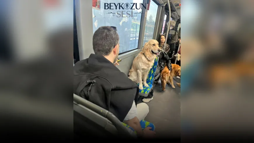 Metrobüste Öncelikli Koltuk Krizi: Köpek Yolculuğu Tartışma Yarattı!