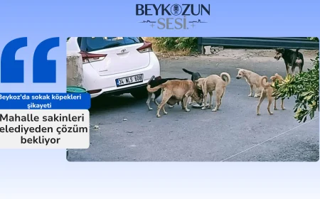 Beykoz’da sokak köpekleri şikayeti: Mahalle sakinleri belediyeden çözüm bekliyor