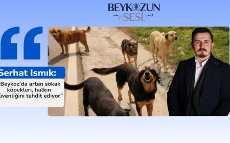 Serhat Ismık: “Beykoz’da artan sokak köpekleri, halkın güvenliğini tehdit ediyor”
