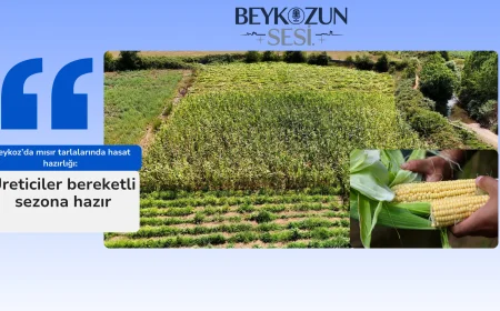 Beykoz’da mısır tarlalarında hasat hazırlığı: Üreticiler bereketli sezona hazır