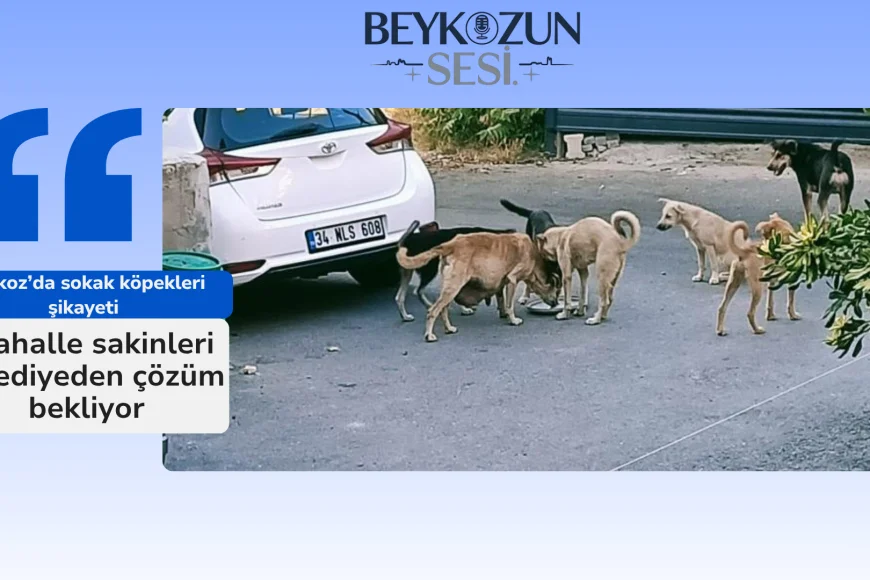 Beykoz’da sokak köpekleri şikayeti: Mahalle sakinleri belediyeden çözüm bekliyor
