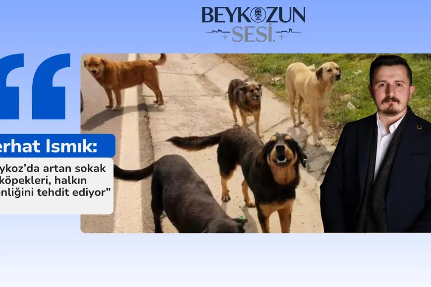 Serhat Ismık: “Beykoz’da artan sokak köpekleri, halkın güvenliğini tehdit ediyor”