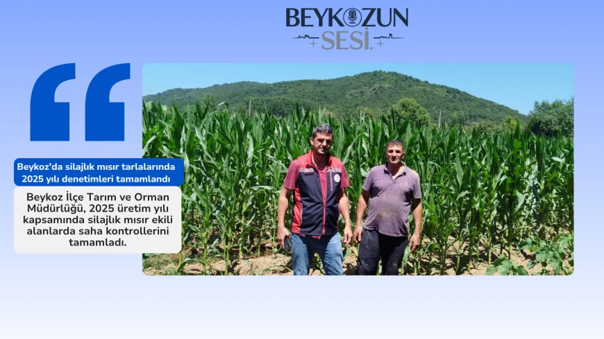 Beykoz’da silajlık mısır tarlalarında 2025 yılı denetimleri tamamlandı