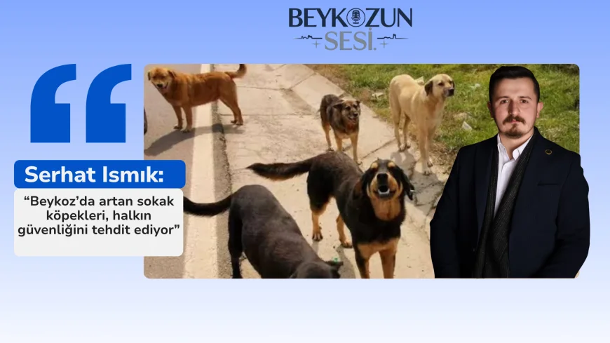 Serhat Ismık: “Beykoz’da artan sokak köpekleri, halkın güvenliğini tehdit ediyor”