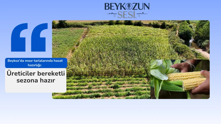 Beykoz’da mısır tarlalarında hasat hazırlığı: Üreticiler bereketli sezona hazır
