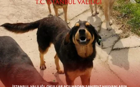 İstanbul Valiliği, okullar açılmadan sahipsiz hayvanların toplanması için ivedi talimat verdi; uygulama okul çevreleri ve kalabalık alanlarda yoğunlaşacak.