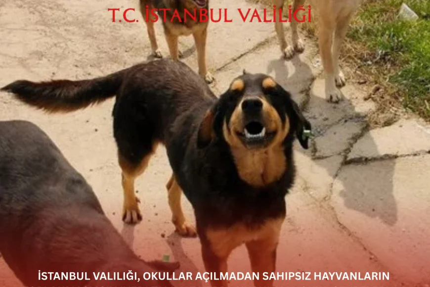 İstanbul Valiliği, okullar açılmadan sahipsiz hayvanların toplanması için ivedi talimat verdi; uygulama okul çevreleri ve kalabalık alanlarda yoğunlaşacak.