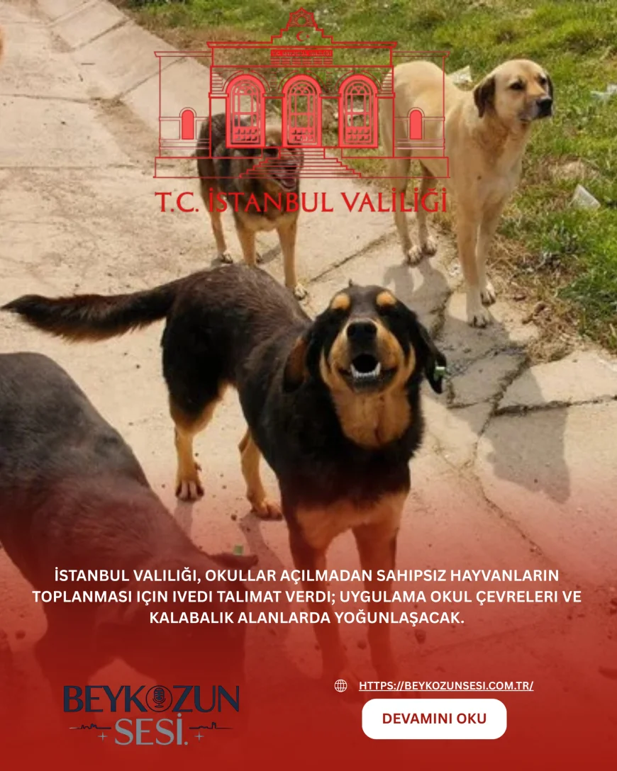 İstanbul Valiliği, okullar açılmadan sahipsiz hayvanların toplanması için ivedi talimat verdi; uygulama okul çevreleri ve kalabalık alanlarda yoğunlaşacak.