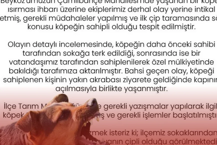 Beykoz Belediyesi köpek ısırması olayıyla ilgili açıklama yaptı, sahipli hayvanın sorumluları hakkında işlem başlatıldı