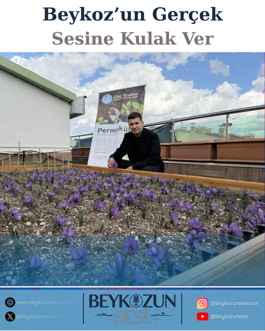Ülkü Ocakları Genel Merkezi’nin Terasında Safran Hasadı: “Her Yer Permakültür Alanına Dönüşebilir”