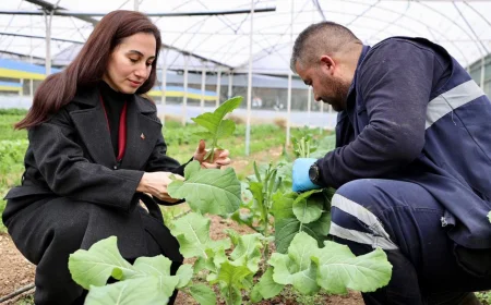 Beykoz Belediyesi Garantili Tarım Modeliyle Üreticiyi Destekliyor, Taze Sebzeler İhtiyaç Sahiplerinin Sofrasına Ulaşıyor
