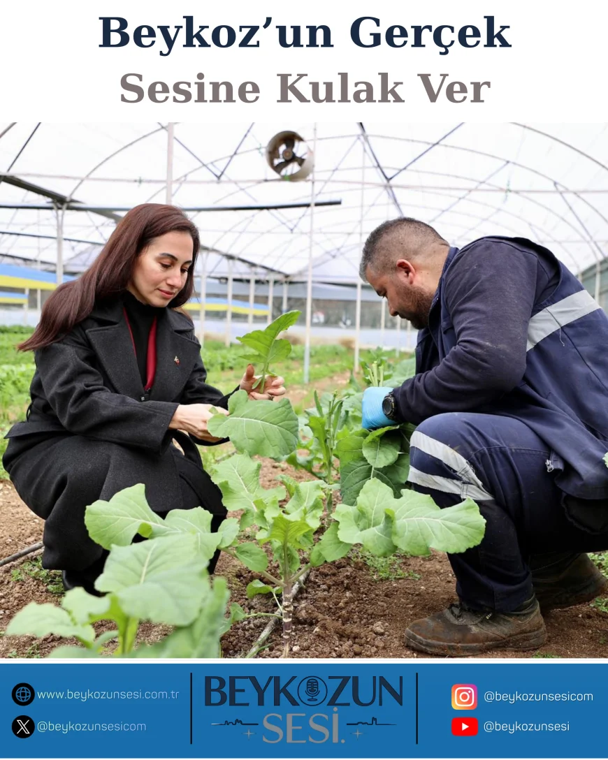 Beykoz Belediyesi Garantili Tarım Modeliyle Üreticiyi Destekliyor, Taze Sebzeler İhtiyaç Sahiplerinin Sofrasına Ulaşıyor