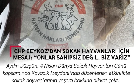 Beykoz’da sokak hayvanları için net mesaj: Biz varız