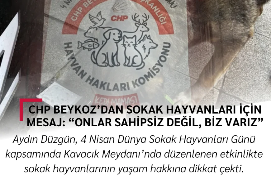 Beykoz’da sokak hayvanları için net mesaj: Biz varız