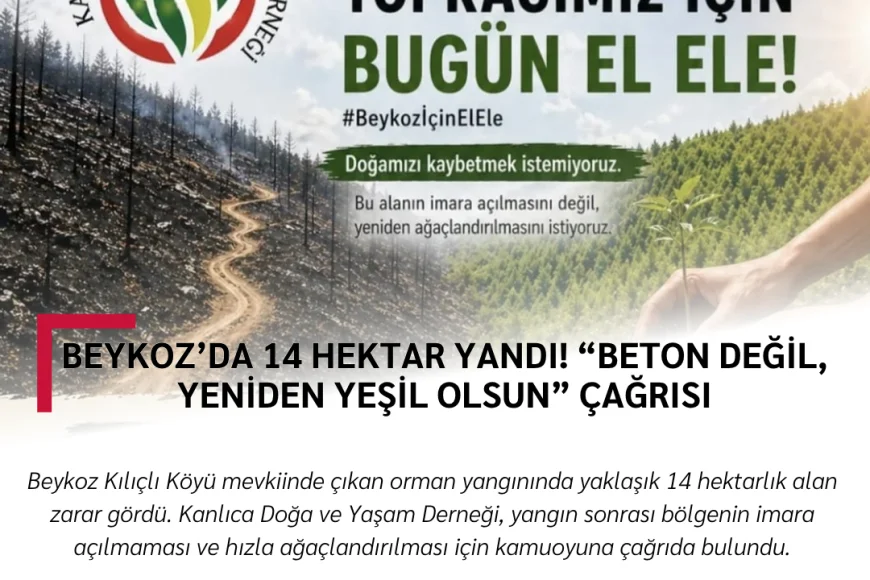 Beykoz’da 14 Hektar Yandı! “Beton Değil, Yeniden Yeşil Olsun” Çağrısı