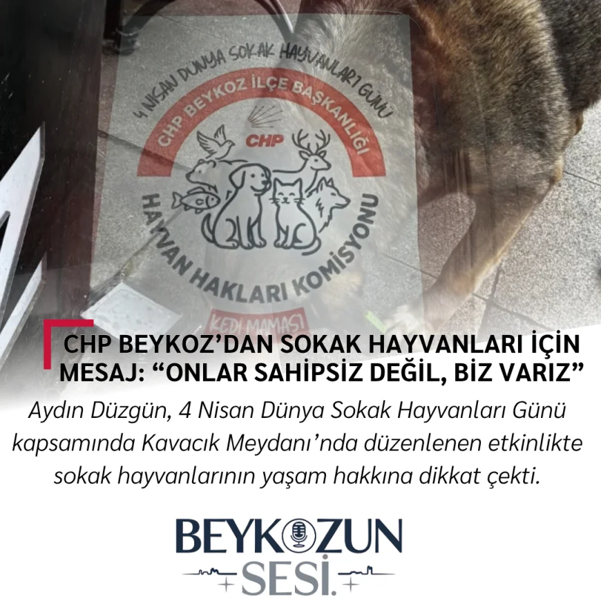 Beykoz’da sokak hayvanları için net mesaj: Biz varız