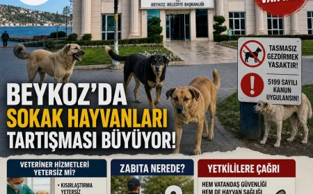 Beykoz’da Sokak Hayvanları Tartışması Büyüyor: Denetim ve Veteriner Hizmetleri Yetersiz mi?