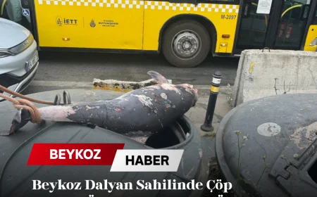 Beykoz Dalyan Sahilinde Çöp Kutusu Üzerinde Bulunan Ölü Yunus Tepkilere Neden Oldu