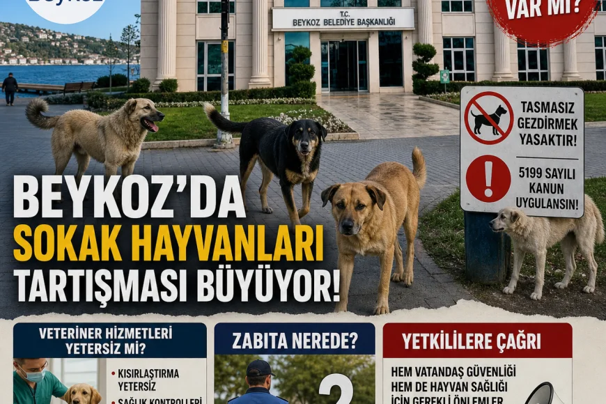 Beykoz’da Sokak Hayvanları Tartışması Büyüyor: Denetim ve Veteriner Hizmetleri Yetersiz mi?