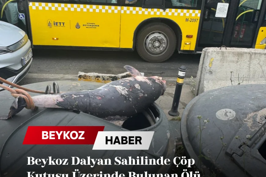 Beykoz Dalyan Sahilinde Çöp Kutusu Üzerinde Bulunan Ölü Yunus Tepkilere Neden Oldu